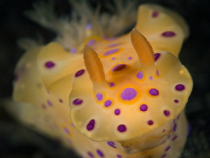 Ceratosoma brevicaudatum, Nelson Bay. by Doug Anderson 